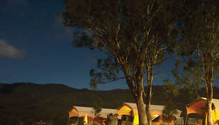 spicers canopy by night_314_179